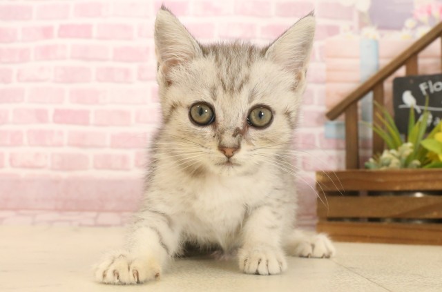 高知県のマンチカン (Coo&RIKU高知御座店/2025年6月23日生まれ/女の子/シルバータビー)の子猫の1枚目の画像