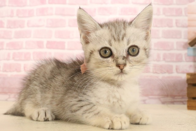 高知県のマンチカン (Coo&RIKU高知御座店/2025年6月23日生まれ/女の子/シルバータビー)の子猫の2枚目の画像