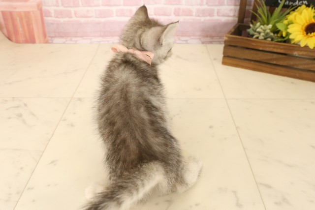 高知県のマンチカン (Coo&RIKU高知御座店/2025年6月23日生まれ/女の子/シルバータビー)の子猫の4枚目の画像
