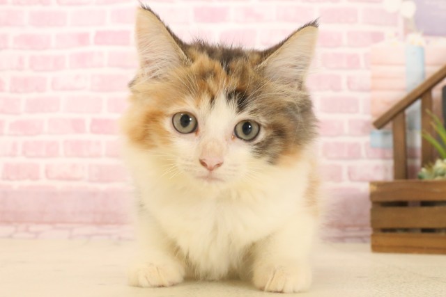 ノルウェージャン・フォレストキャット