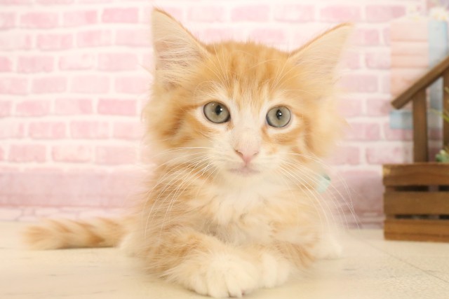 ノルウェージャン・フォレストキャット