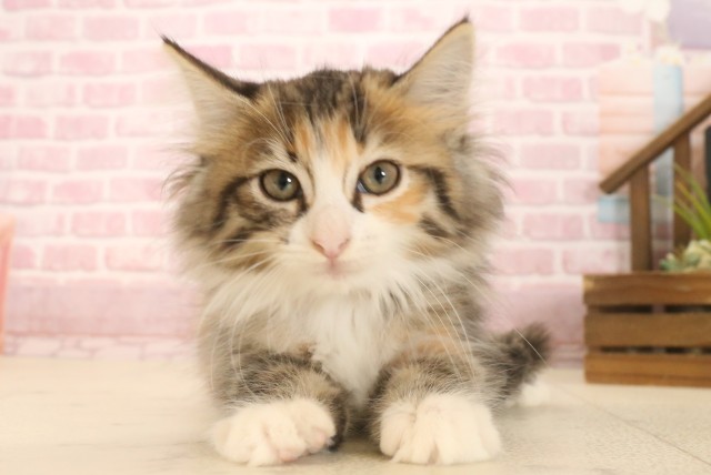 ノルウェージャン・フォレストキャット