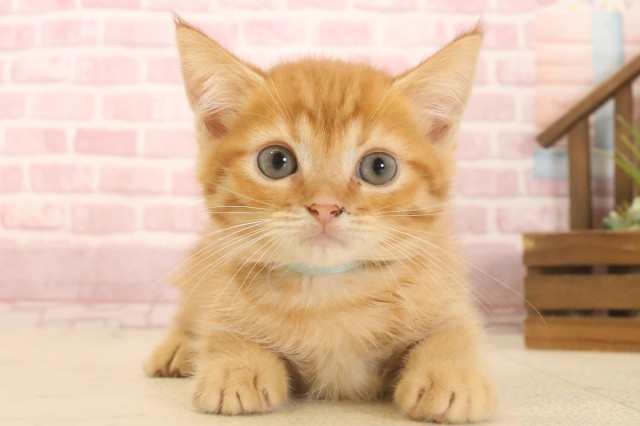広島県のマンチカン (Coo&RIKUゆめタウン大竹店/2025年6月29日生まれ/男の子/レッドタビー)の子猫の1枚目の画像