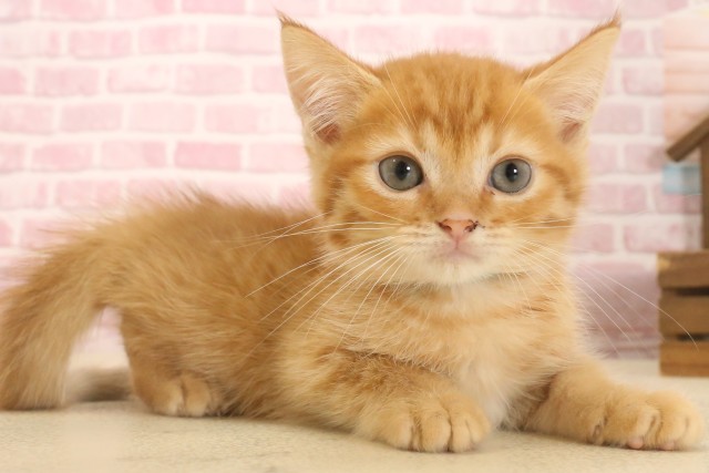 広島県のマンチカン (Coo&RIKUゆめタウン大竹店/2025年6月29日生まれ/男の子/レッドタビー)の子猫の2枚目の画像