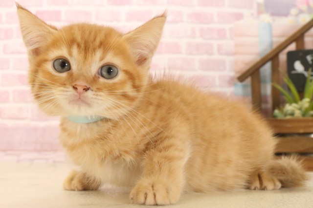 広島県のマンチカン (Coo&RIKUゆめタウン大竹店/2025年6月29日生まれ/男の子/レッドタビー)の子猫の3枚目の画像