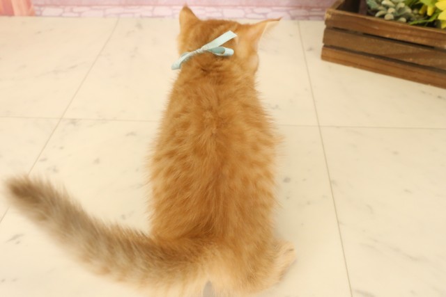 広島県のマンチカン (Coo&RIKUゆめタウン大竹店/2025年6月29日生まれ/男の子/レッドタビー)の子猫の4枚目の画像