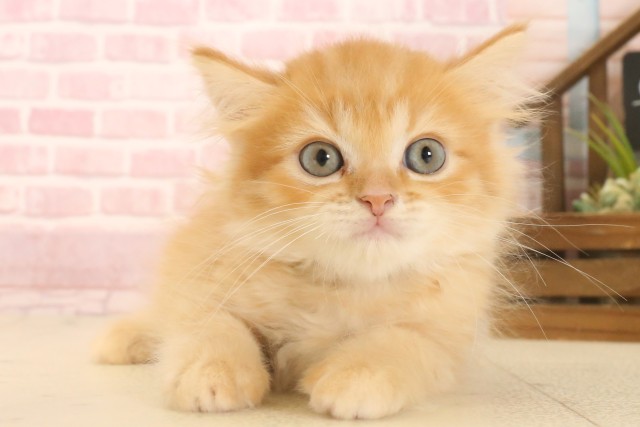島根県のマンチカン (Coo&RIKU出雲店/2025年6月29日生まれ/男の子/レッドタビー)の子猫の1枚目の画像