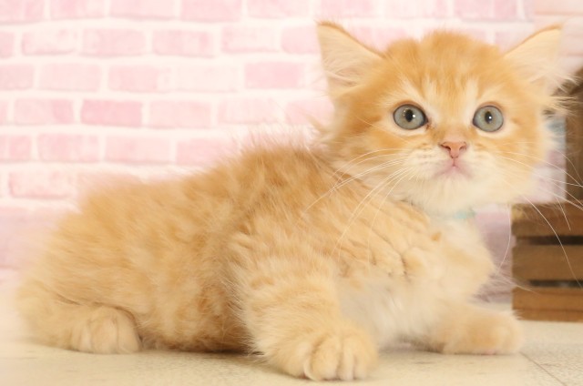 島根県のマンチカン (Coo&RIKU出雲店/2025年6月29日生まれ/男の子/レッドタビー)の子猫の2枚目の画像