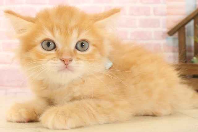 島根県のマンチカン (Coo&RIKU出雲店/2025年6月29日生まれ/男の子/レッドタビー)の子猫の3枚目の画像