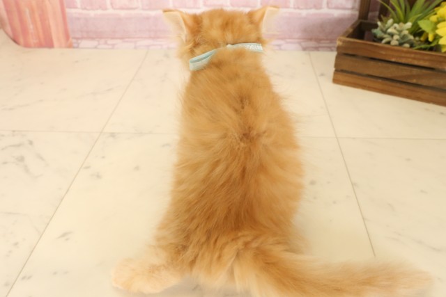 島根県のマンチカン (Coo&RIKU出雲店/2025年6月29日生まれ/男の子/レッドタビー)の子猫の4枚目の画像