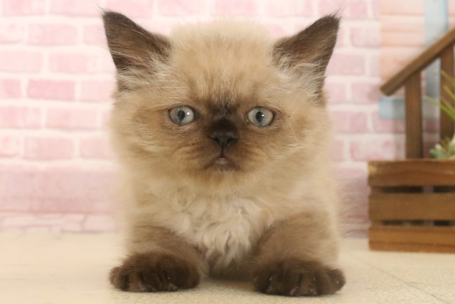 広島県のヒマラヤン (Coo&RIKU東広島店/2025年6月28日生まれ/男の子/シールリンクスポイント)の子猫