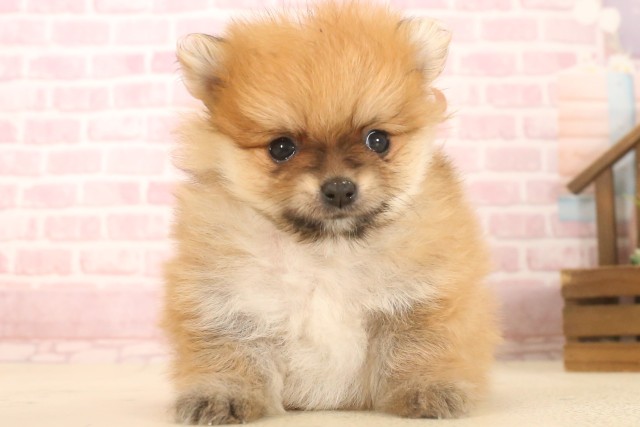 広島県のポメラニアン (Coo&RIKUゆめタウン大竹店/2025年7月4日生まれ/女の子/オレンジ)の子犬