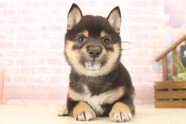 山口県の豆柴 (Coo&RIKUサンパークあじす店/2025年7月4日生まれ/男の子/黒)の子犬の1枚目の画像