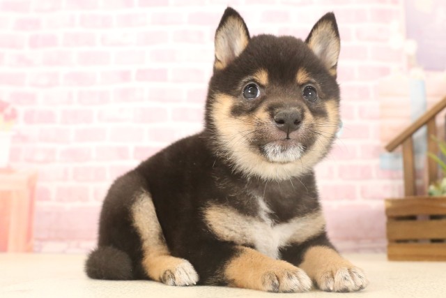 山口県の豆柴 (Coo&RIKUサンパークあじす店/2025年7月4日生まれ/男の子/黒)の子犬の2枚目の画像