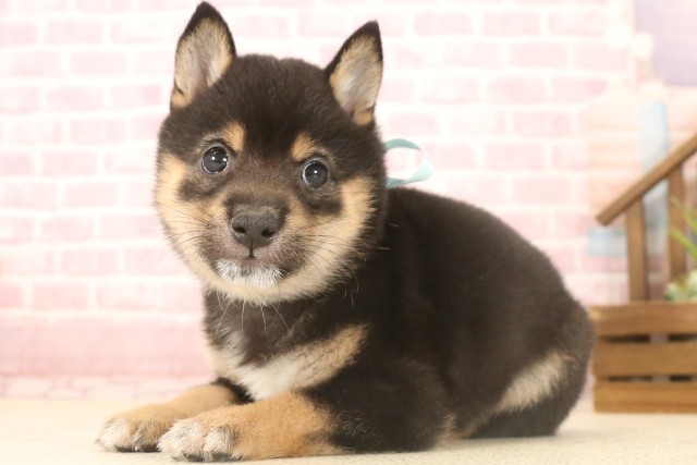山口県の豆柴 (Coo&RIKUサンパークあじす店/2025年7月4日生まれ/男の子/黒)の子犬の3枚目の画像