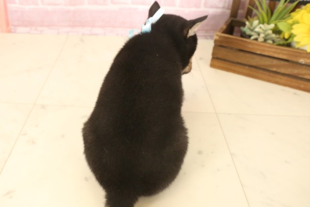 山口県の豆柴 (Coo&RIKUサンパークあじす店/2025年7月4日生まれ/男の子/黒)の子犬の4枚目の画像
