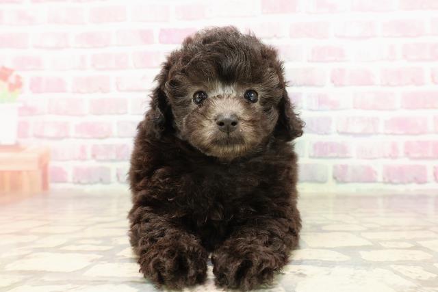 東京都のトイプードル(トイ) (Coo&RIKU自由が丘店/2025年7月6日生まれ/男の子/シルバー)の子犬の1枚目の画像