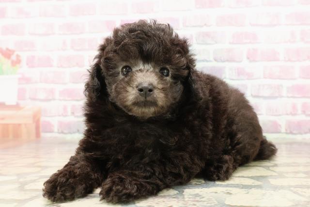 東京都のトイプードル(トイ) (Coo&RIKU自由が丘店/2025年7月6日生まれ/男の子/シルバー)の子犬の2枚目の画像