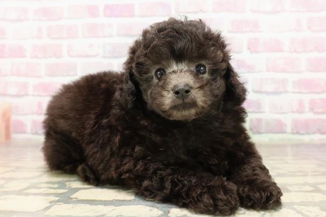 東京都のトイプードル(トイ) (Coo&RIKU自由が丘店/2025年7月6日生まれ/男の子/シルバー)の子犬の3枚目の画像