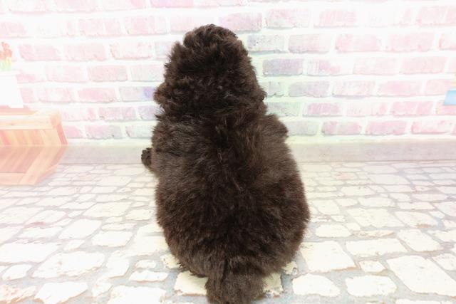 東京都のトイプードル(トイ) (Coo&RIKU自由が丘店/2025年7月6日生まれ/男の子/シルバー)の子犬の4枚目の画像