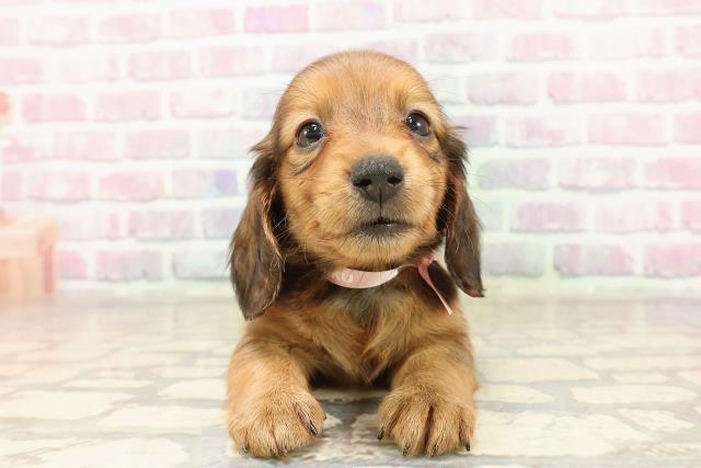 福島県のカニンヘンダックスフンド(ロング) (Coo&RIKU福島店/2025年7月6日生まれ/女の子/レッド)の子犬の1枚目の画像
