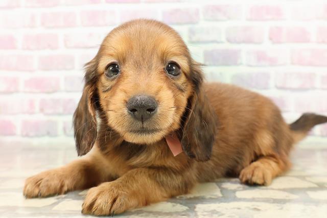 福島県のカニンヘンダックスフンド(ロング) (Coo&RIKU福島店/2025年7月6日生まれ/女の子/レッド)の子犬の2枚目の画像