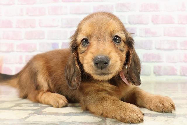 福島県のカニンヘンダックスフンド(ロング) (Coo&RIKU福島店/2025年7月6日生まれ/女の子/レッド)の子犬の3枚目の画像