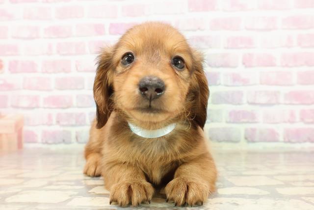 青森県のカニンヘンダックスフンド(ロング) (Coo&RIKU青森店/2025年7月6日生まれ/男の子/レッド)の子犬の1枚目の画像