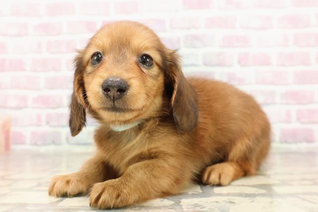 青森県のカニンヘンダックスフンド(ロング) (Coo&RIKU青森店/2025年7月6日生まれ/男の子/レッド)の子犬の2枚目の画像