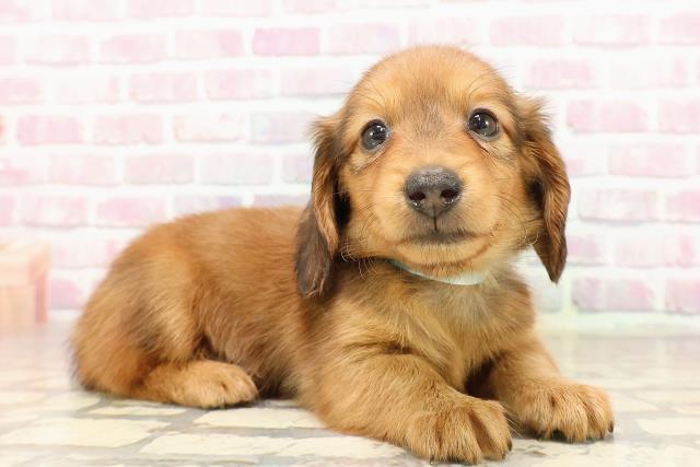 青森県のカニンヘンダックスフンド(ロング) (Coo&RIKU青森店/2025年7月6日生まれ/男の子/レッド)の子犬の3枚目の画像