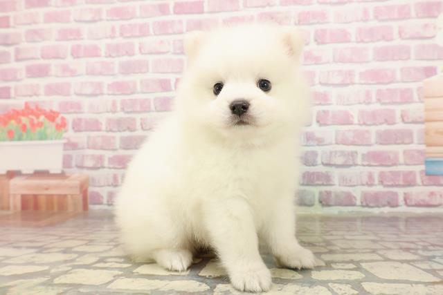 北海道の日本スピッツ (Coo&RIKU札幌東店/2025年7月6日生まれ/女の子/ホワイト)の子犬の3枚目の画像
