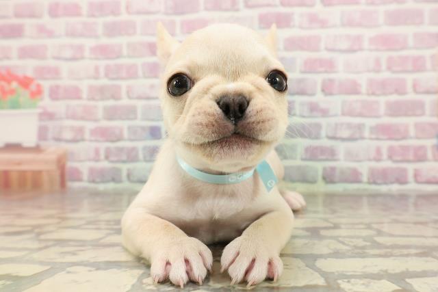 福島県のフレンチブルドッグ (Coo&RIKU福島店/2025年6月19日生まれ/男の子/クリーム)の子犬の1枚目の画像