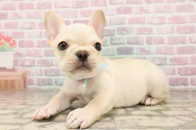 福島県のフレンチブルドッグ (Coo&RIKU福島店/2025年6月19日生まれ/男の子/クリーム)の子犬の2枚目の画像