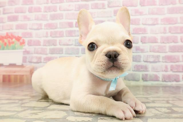 福島県のフレンチブルドッグ (Coo&RIKU福島店/2025年6月19日生まれ/男の子/クリーム)の子犬の3枚目の画像