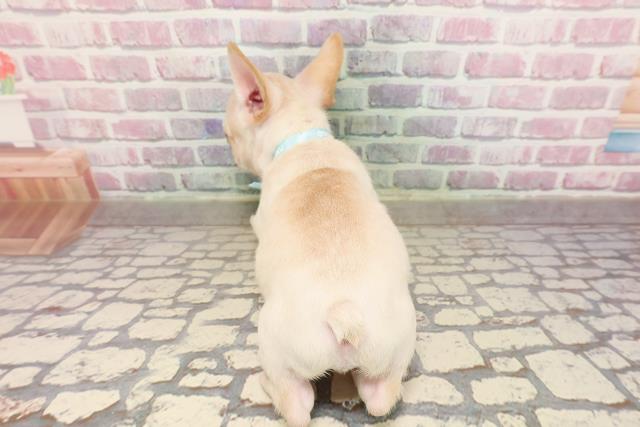 福島県のフレンチブルドッグ (Coo&RIKU福島店/2025年6月19日生まれ/男の子/クリーム)の子犬の4枚目の画像