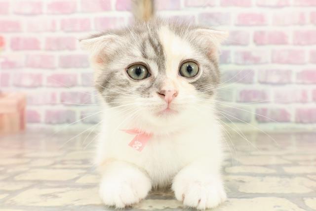 神奈川県のスコティッシュフォールド (Coo&RIKU相模原店/2025年7月4日生まれ/女の子/ブルーパッチドタビーホワイト)の子猫の1枚目の画像