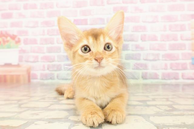 群馬県のソマリ (Coo&RIKU伊勢崎店/2025年6月30日生まれ/女の子/レッド)の子猫の1枚目の画像