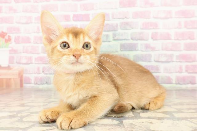 群馬県のソマリ (Coo&RIKU伊勢崎店/2025年6月30日生まれ/女の子/レッド)の子猫の2枚目の画像