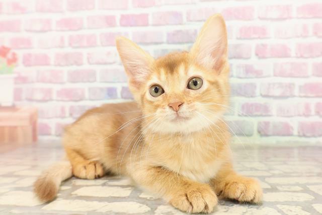 群馬県のソマリ (Coo&RIKU伊勢崎店/2025年6月30日生まれ/女の子/レッド)の子猫の3枚目の画像