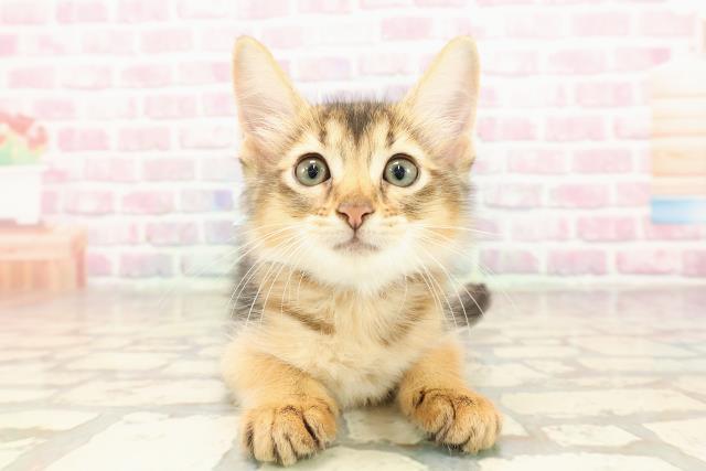 神奈川県のソマリ (Coo&RIKU日吉店/2025年6月30日生まれ/男の子/ルディ)の子猫の1枚目の画像