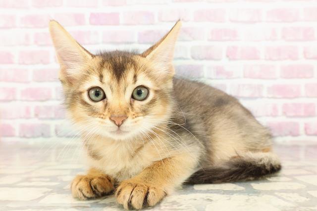 神奈川県のソマリ (Coo&RIKU日吉店/2025年6月30日生まれ/男の子/ルディ)の子猫の2枚目の画像