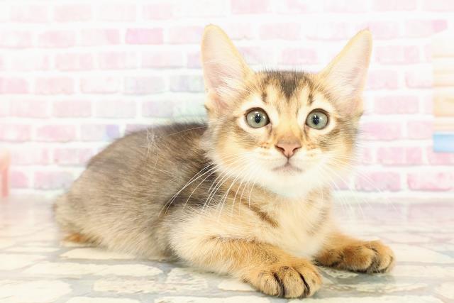 神奈川県のソマリ (Coo&RIKU日吉店/2025年6月30日生まれ/男の子/ルディ)の子猫の3枚目の画像