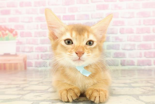 福島県のソマリ (Coo&RIKU郡山店/2025年6月30日生まれ/男の子/レッド)の子猫の1枚目の画像