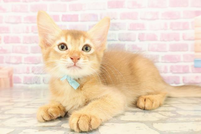 福島県のソマリ (Coo&RIKU郡山店/2025年6月30日生まれ/男の子/レッド)の子猫の2枚目の画像