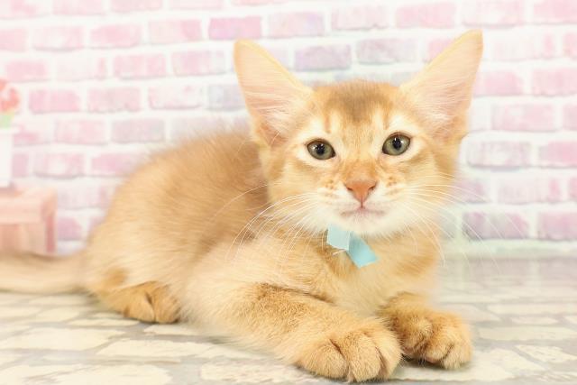 福島県のソマリ (Coo&RIKU郡山店/2025年6月30日生まれ/男の子/レッド)の子猫の3枚目の画像