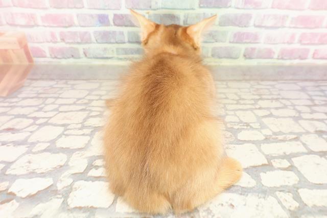 福島県のソマリ (Coo&RIKU郡山店/2025年6月30日生まれ/男の子/レッド)の子猫の4枚目の画像