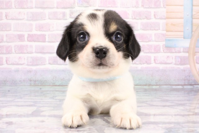 京都府のハーフ犬・ミックス犬 (Coo&RIKU京都河原町店/2025年7月2日生まれ/男の子/トライカラー)の子犬