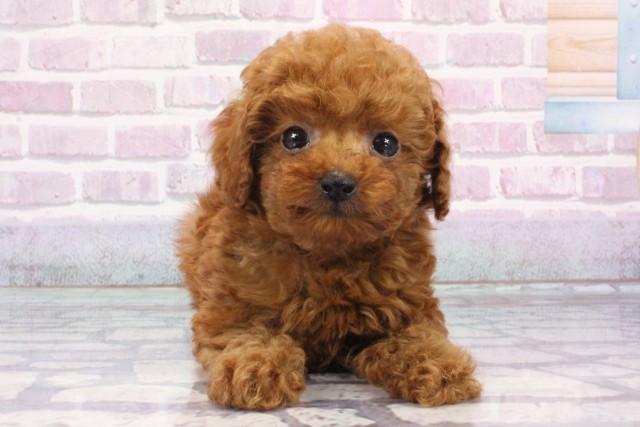 兵庫県のトイプードル(トイ) (Coo&RIKU神戸三宮店/2025年7月4日生まれ/男の子/レッド)の子犬の1枚目の画像