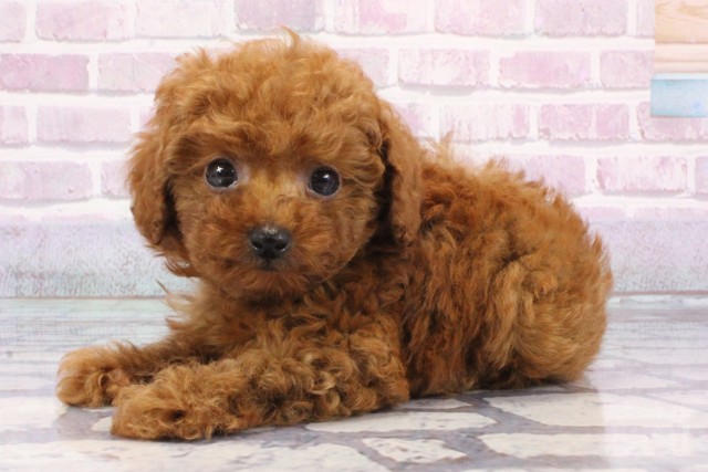 兵庫県のトイプードル(トイ) (Coo&RIKU神戸三宮店/2025年7月4日生まれ/男の子/レッド)の子犬の3枚目の画像