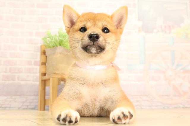 柴犬
